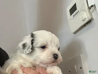 Maltipoo dogs Rosa - Ad 19