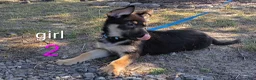 German Shepherd dogs for sale: German Shepherd 4 - Ad 2