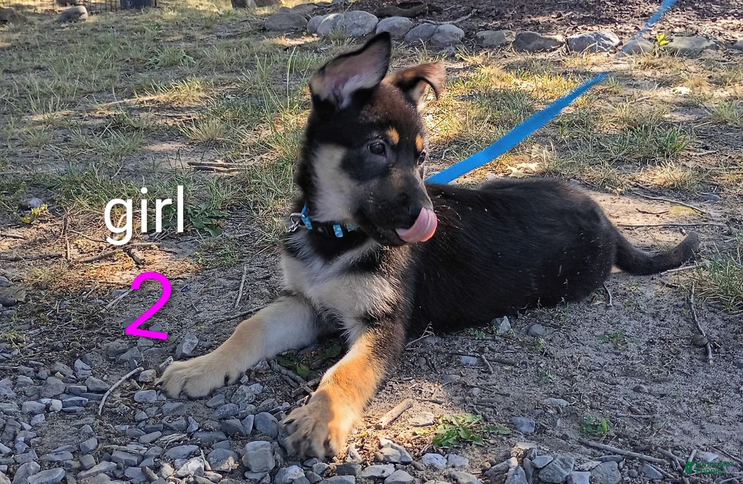 German Shepherd dogs for sale: German Shepherd 4 - Ad 2