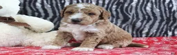 Mini Goldendoodle dogs for sale: Maggie - Ad 6