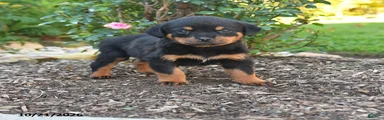 Sam