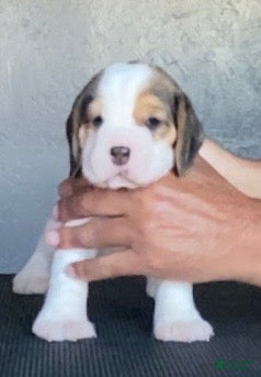 Beagle dogs Beagle 1 - Ad 2