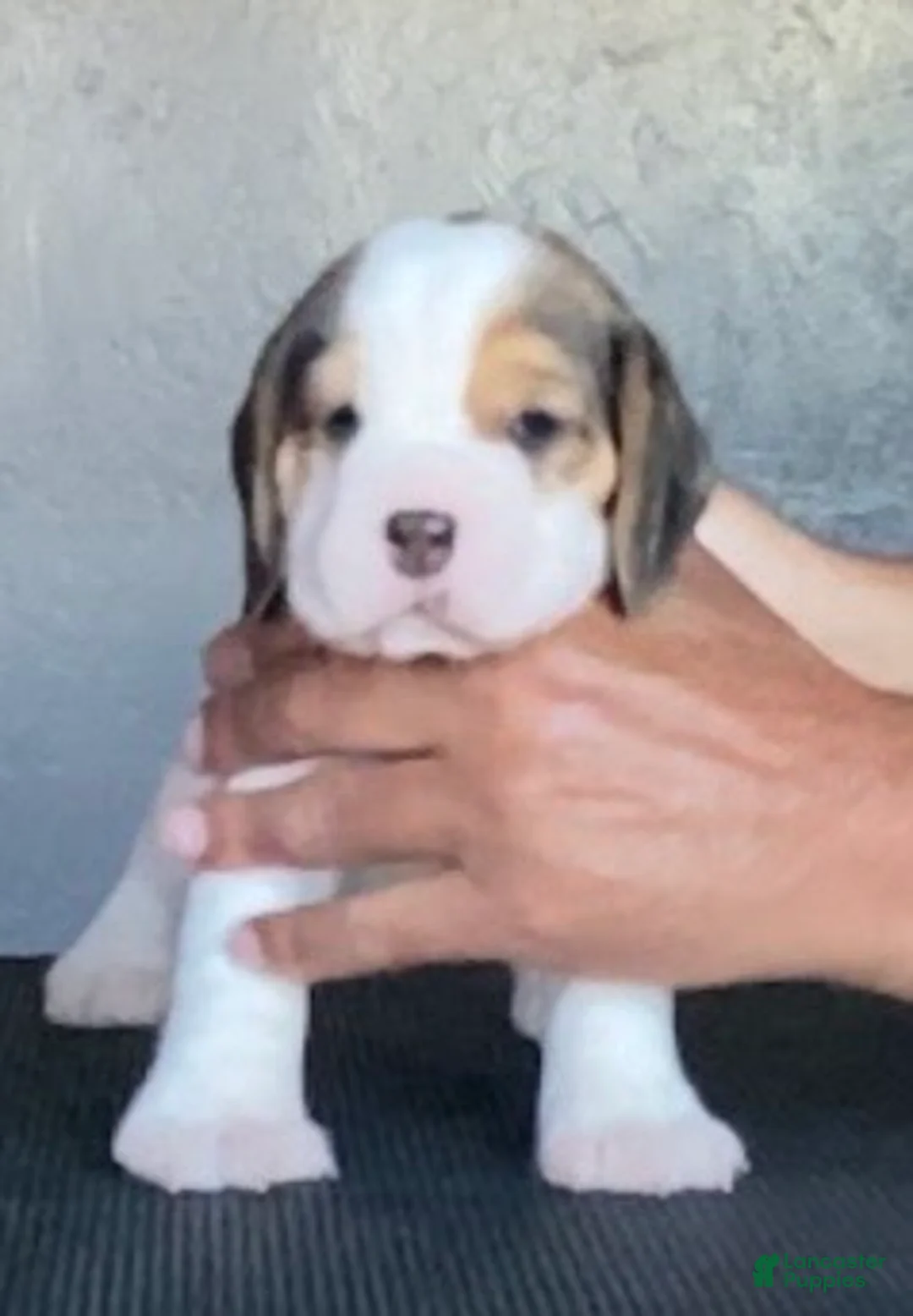 Beagle dogs for sale: Beagle 1 - Ad 2