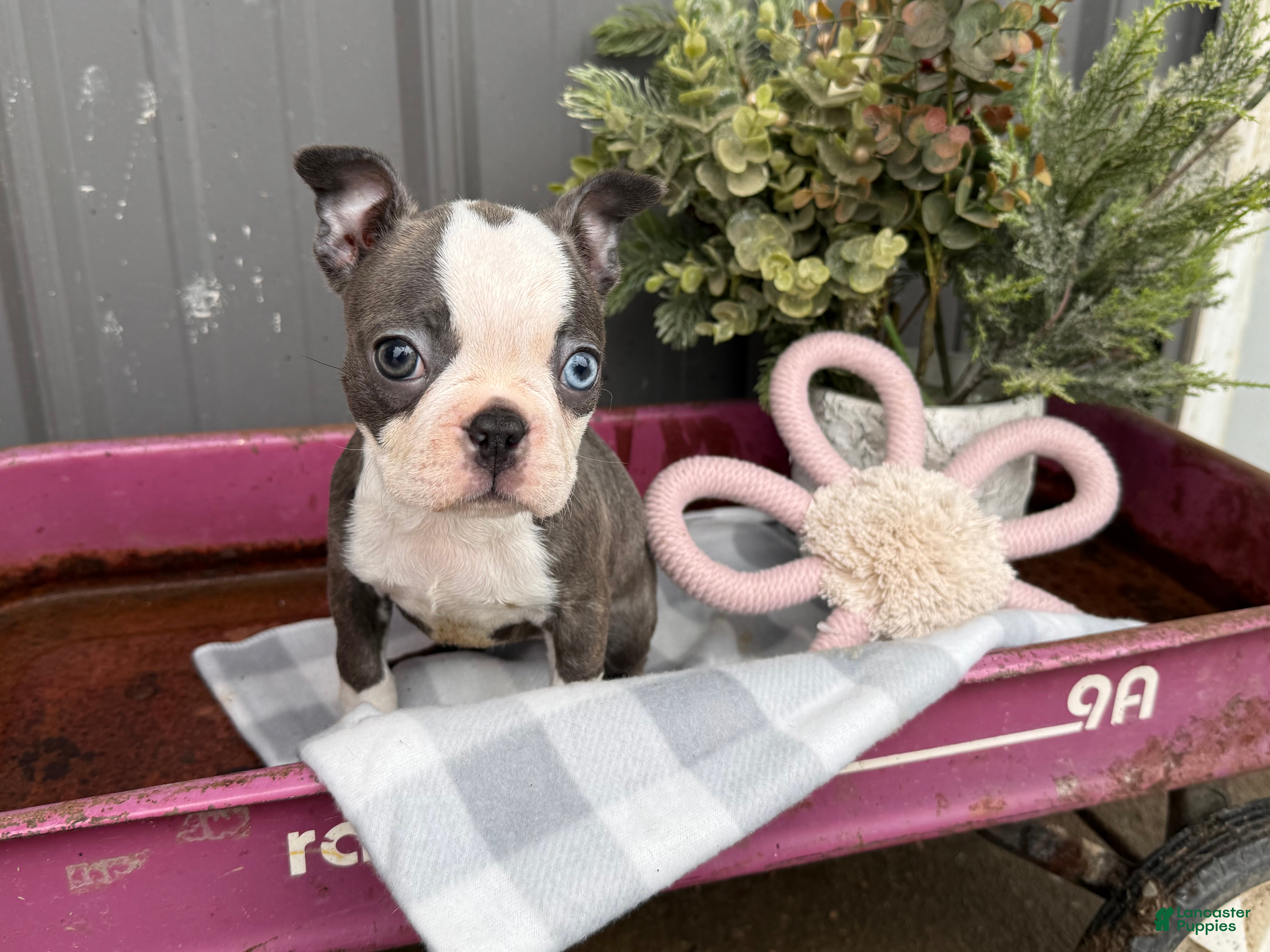 Boston Terrier dogs Airy  - Ad 1