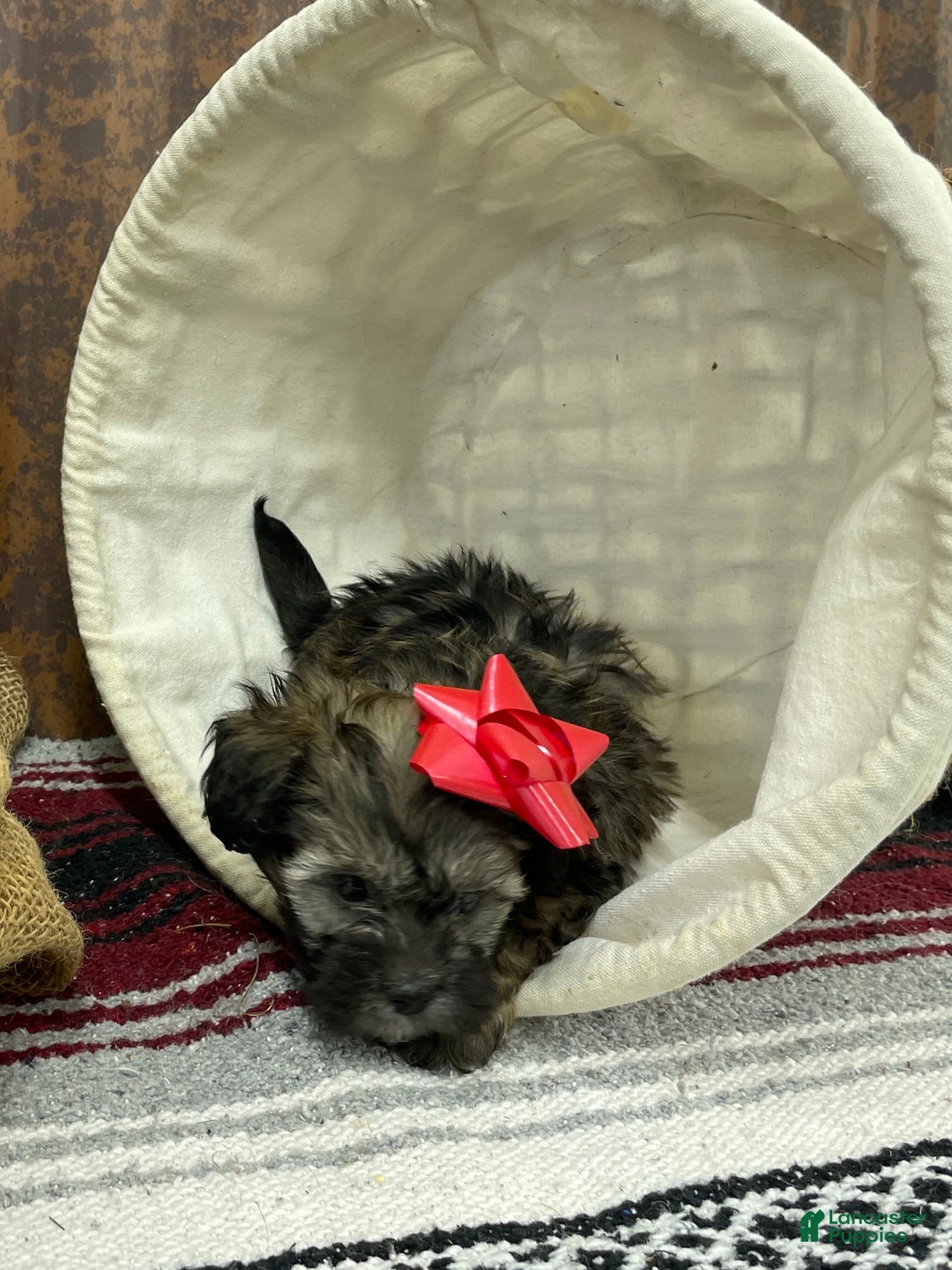 Shihpoo dogs for sale: Copper  - Ad 9