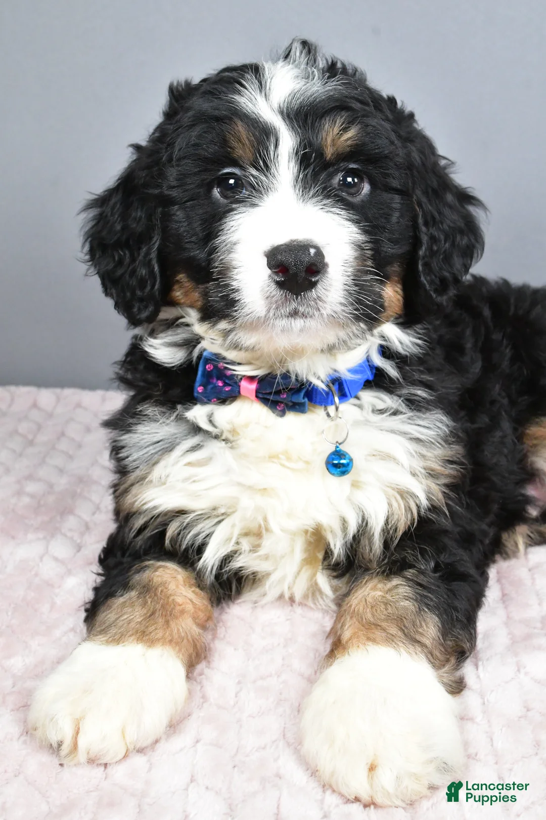 Mini Bernedoodle dogs for sale: Bryce - Ad 5
