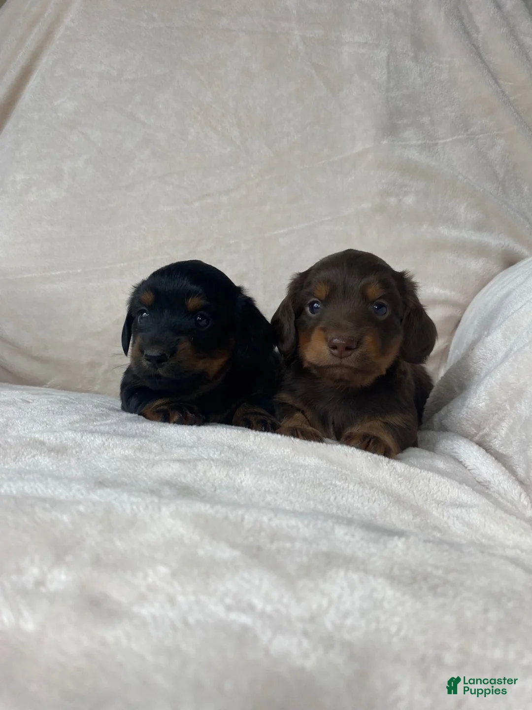Miniature Dachshund dogs for sale: Miniature Dachshund 1 - Ad 5
