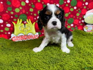 Cavalier King Charles Spaniel dogs Cavalier King Charles Spaniel Puppy 2 - Ad 28