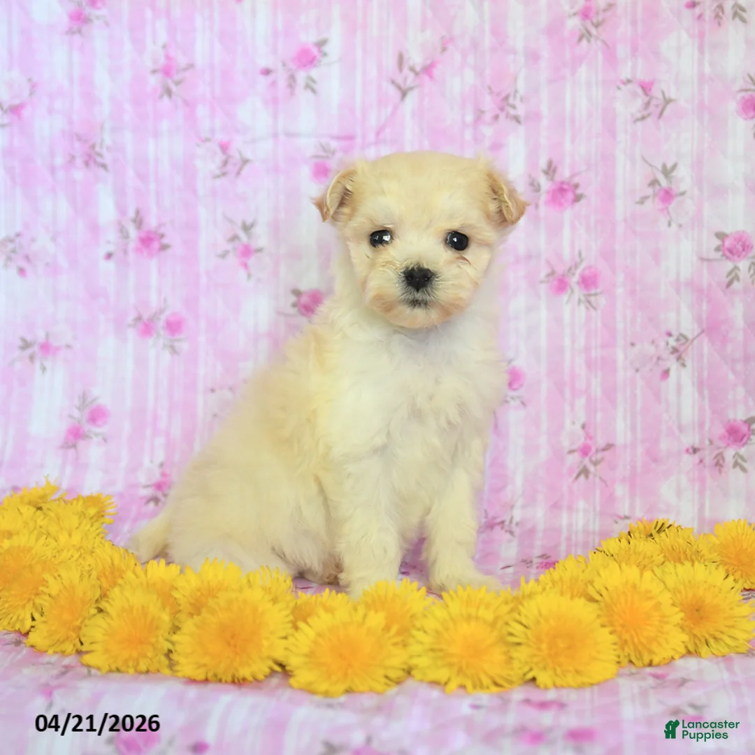 Maltipoo dogs for sale: Reese - Ad 2