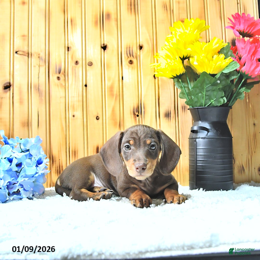 Miniature Dachshund dogs for sale: Samson - Ad 3