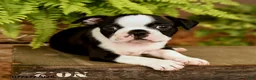 Boston Terrier dogs for sale: Dani - Ad 4