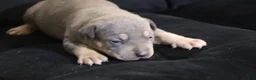 American Bully dogs for sale: Memphishttps://www.youtube.com/watch?v=G_Df_ymd1wQ&t=53s - Ad 3