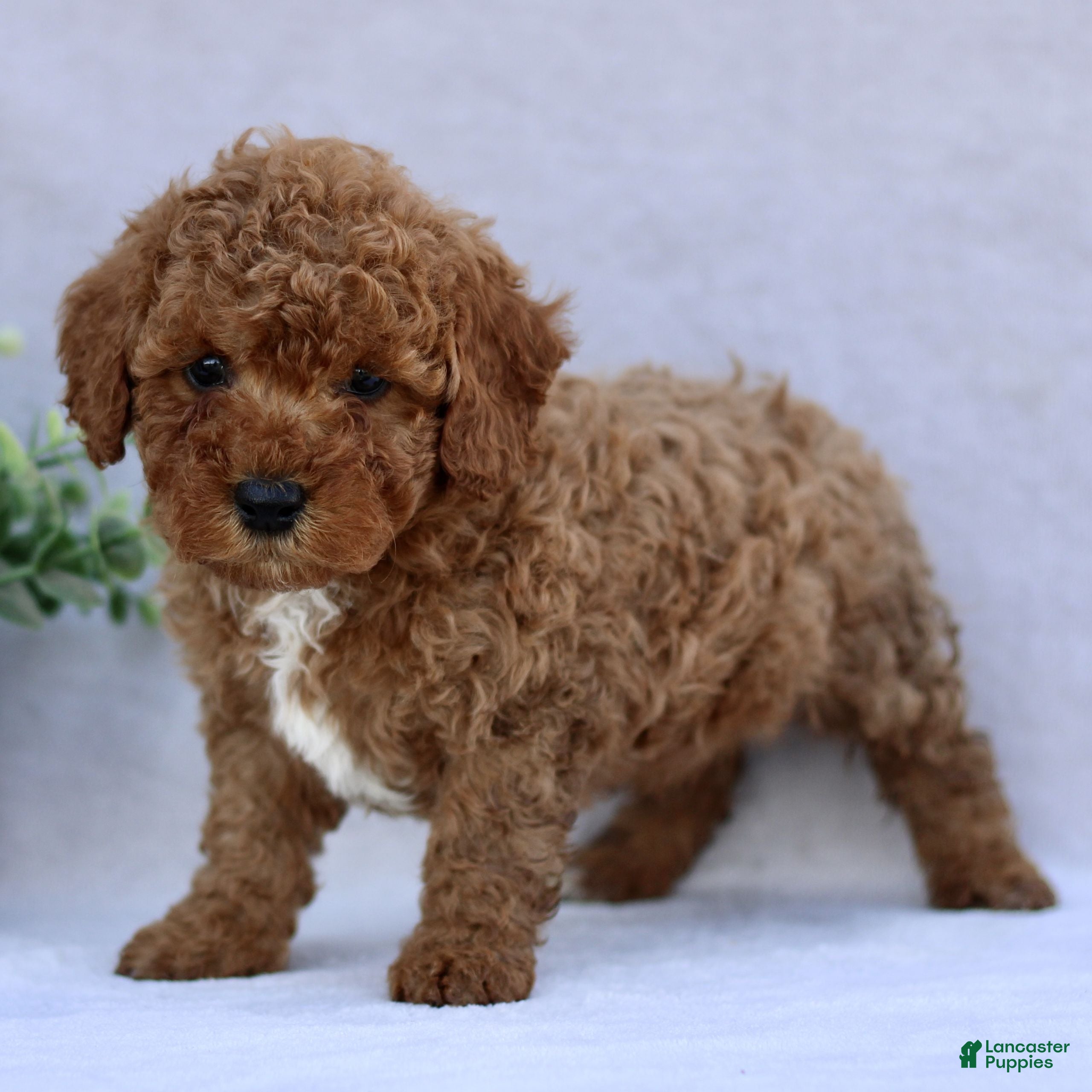 Mini Goldendoodle dogs Tommy  - Ad 2