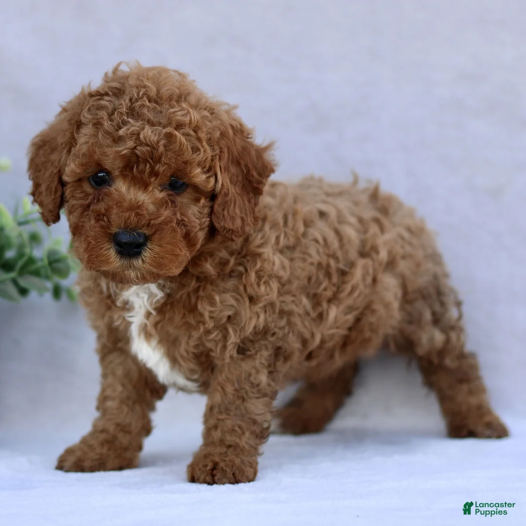 Mini Goldendoodle dogs for sale: Tommy  - Ad 2