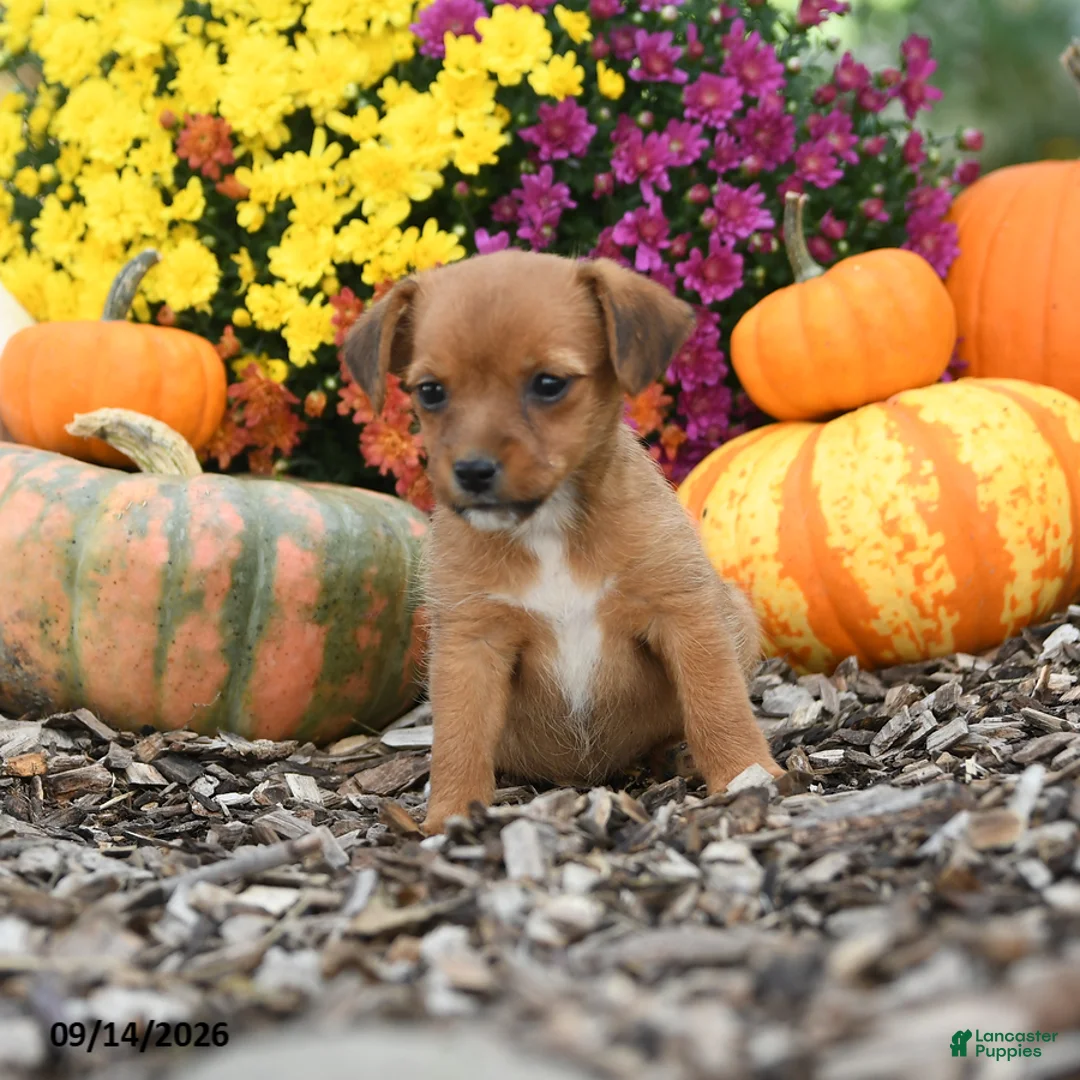 Mixed Breed dogs for sale: Darla - Ad 1