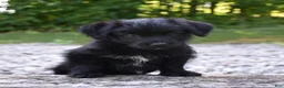 Bordoodle dogs for sale: Rex - Ad 5