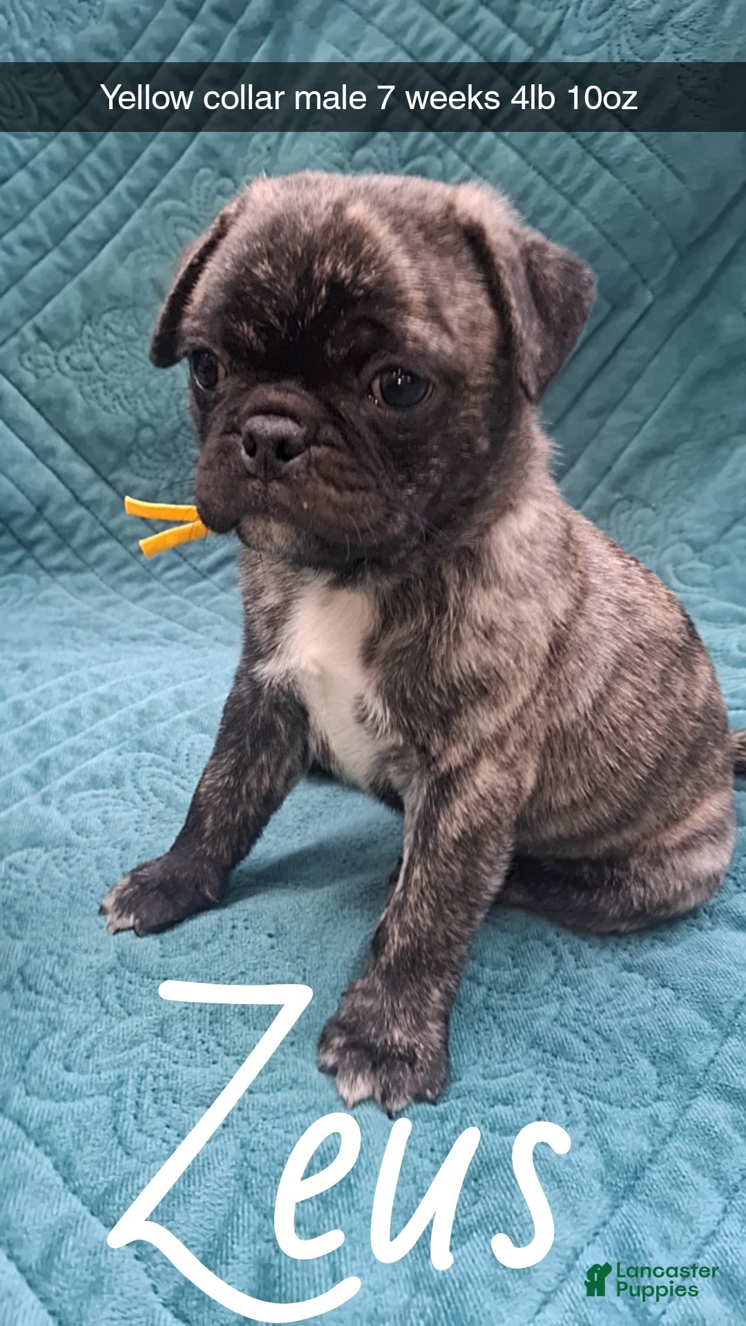 Pug dogs Zeus  - Ad 21