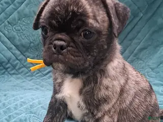 Pug dogs Zeus - Ad 21
