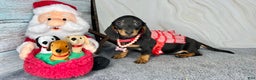 Miniature Dachshund dogs for sale: Import AKC female - Ad 8