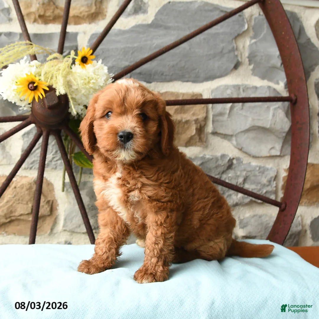 Mixed Breed dogs for sale: Laker - Ad 1