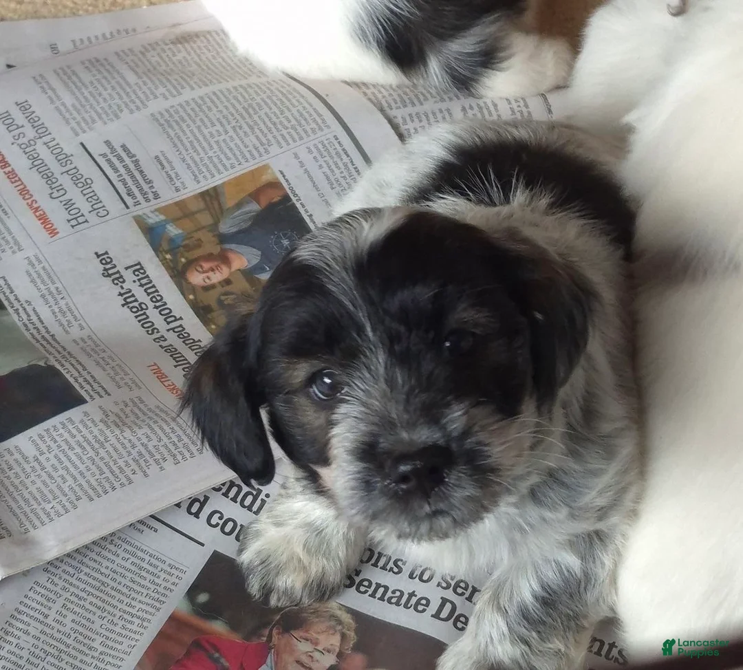 Toy Poodle dogs for sale: Tucker  - Ad 3