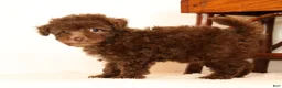 Havapoo dogs for sale: Dixie - Ad 9