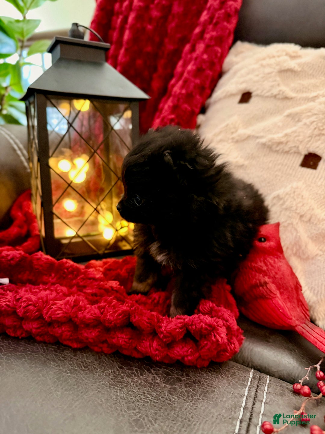 Pomeranian dogs for sale: Winterberry - Ad 9