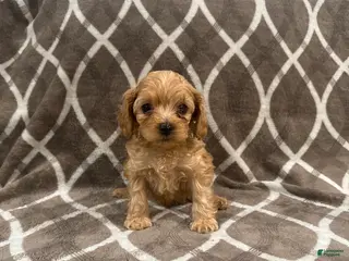 Cockapoo dogs for sale: Rocco - Ad 1
