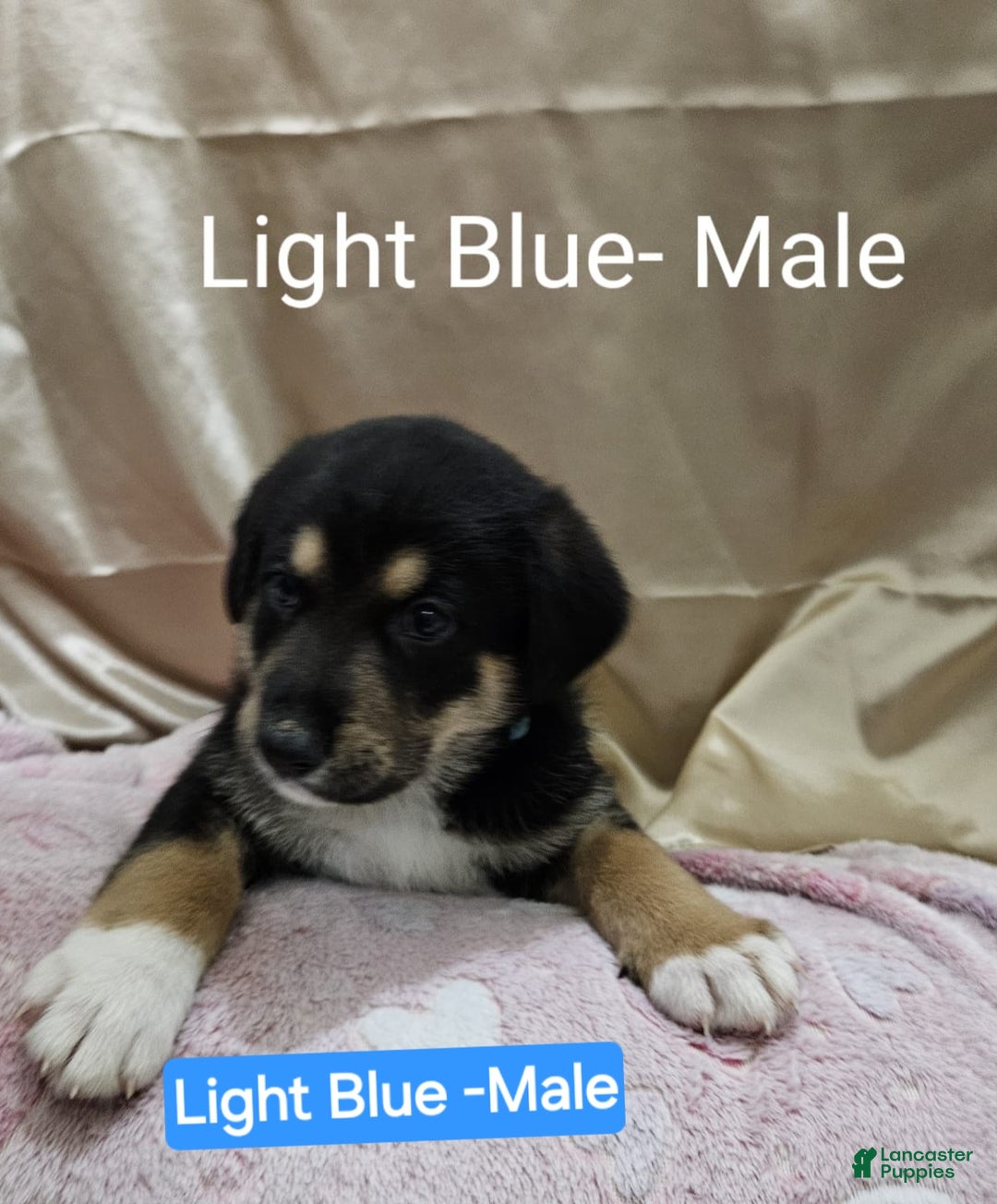 Mixed Breed dogs for sale:  Puppy 6 Blue - Ad 3