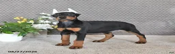 Doberman Pinscher dogs for sale: Sadie - Ad 3