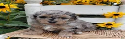 Bichpoo dogs for sale: Marble - Ad 8