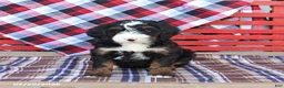 Mini Bernedoodle dogs for sale: Gabby - Ad 5