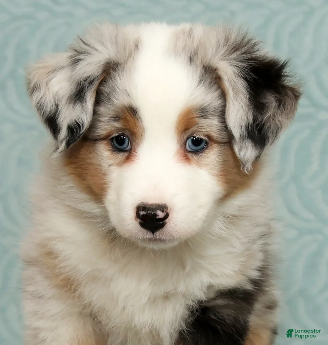 Australian Shepherd dogs for sale: Callie - Ad 9