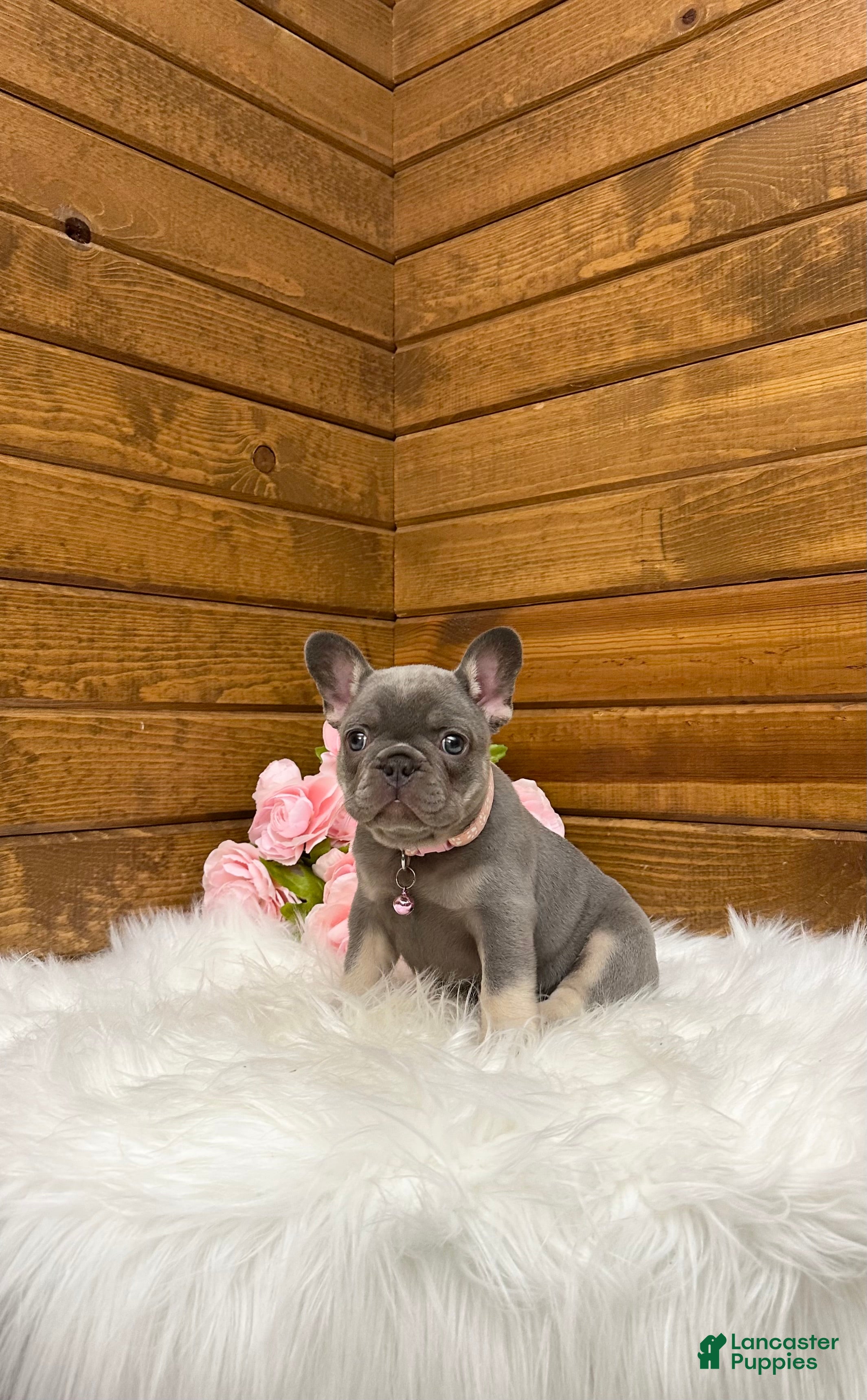 French Bulldog dogs Violet - Ad 2
