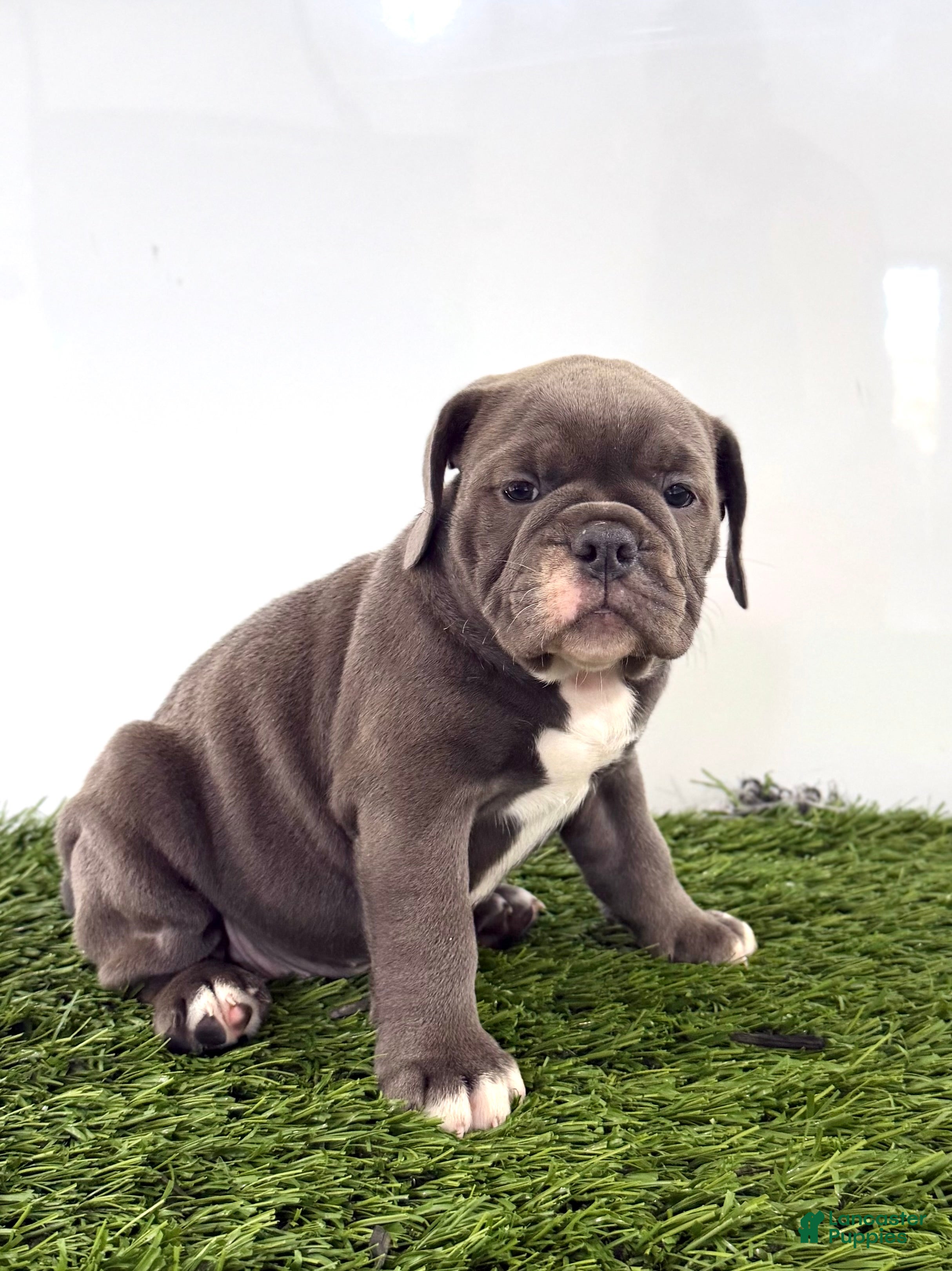 Olde English Bulldogge dogs Lara - Ad 2