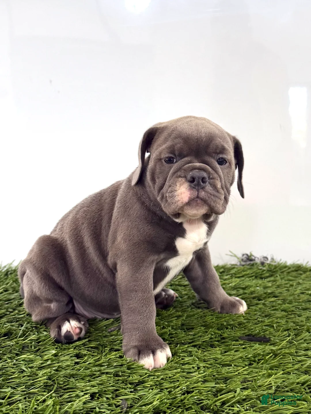 Olde English Bulldogge dogs for sale: Lara - Ad 2