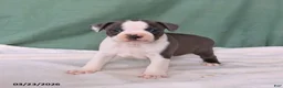 Boston Terrier dogs for sale: Zack - Ad 2