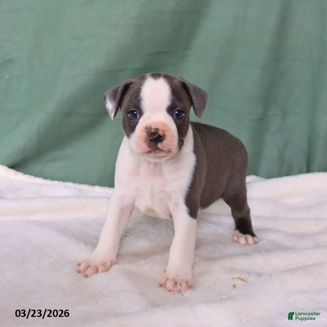 Boston Terrier dogs for sale: Zack - Ad 2