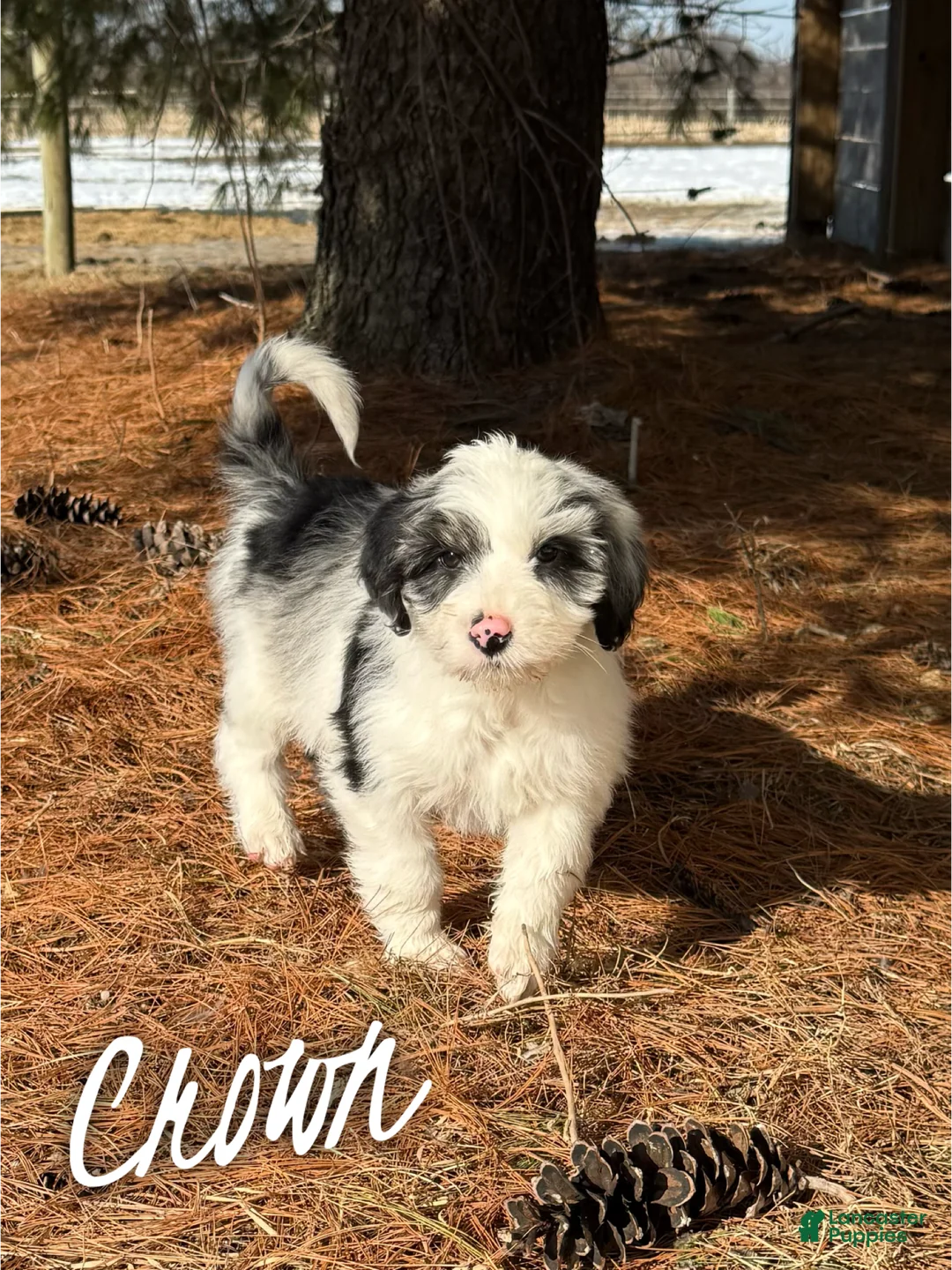 Aussiedoodle dogs for sale: Crown - Standard F1 - Ad 2