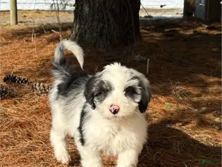 Aussiedoodle dogs Crown - Standard F1 - Ad 14