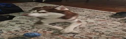 Siberian Husky dogs for sale: Phoenix - Ad 4