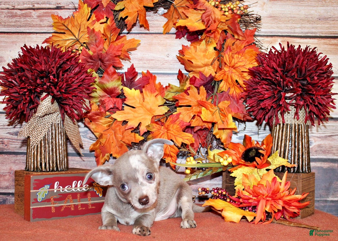 Chihuahua dogs for sale: Finnick - Ad 10