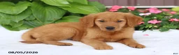 Golden Retriever dogs for sale: Tina - Ad 3