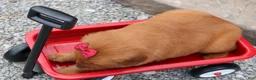 Golden Retriever dogs for sale: Quinny 🐾  - Ad 17
