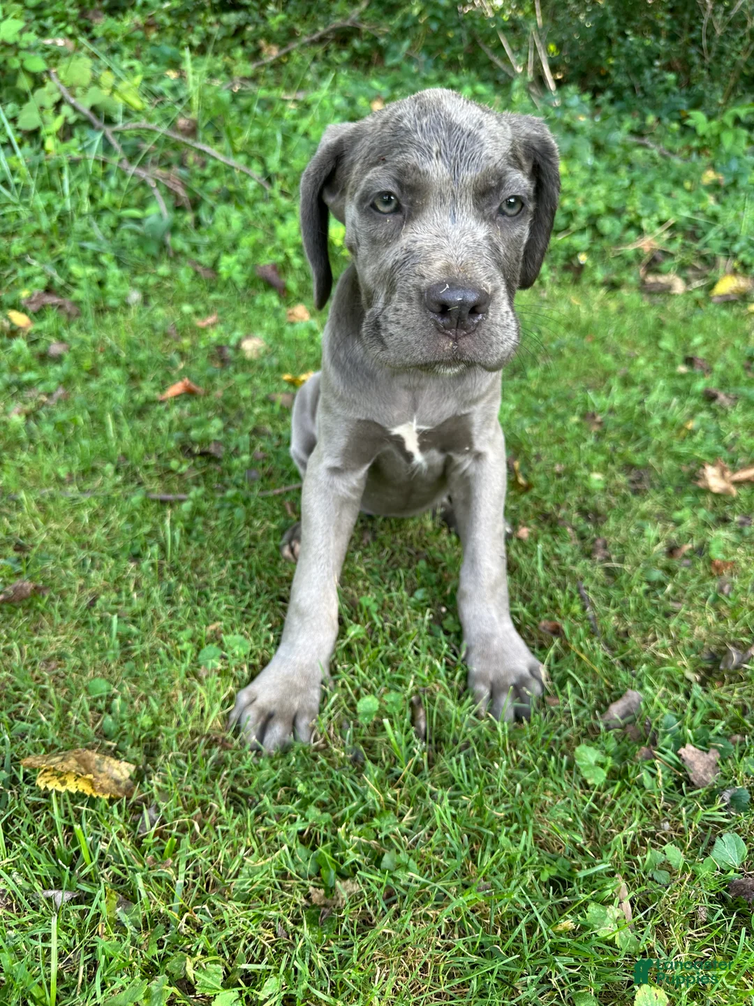 Cane Corso dogs for sale: Sapphire  - Ad 1