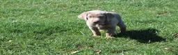 Labrador Retriever dogs for sale: Labrador Retriever Puppy 1 - Ad 6