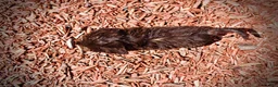 Havapoo dogs for sale: Frisky - Ad 23