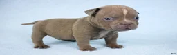 American Bully dogs for sale: Lilac Male - Ad 4