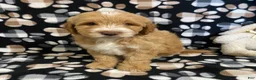 Goldendoodle dogs for sale: Marley- genetic clear parents - Ad 6