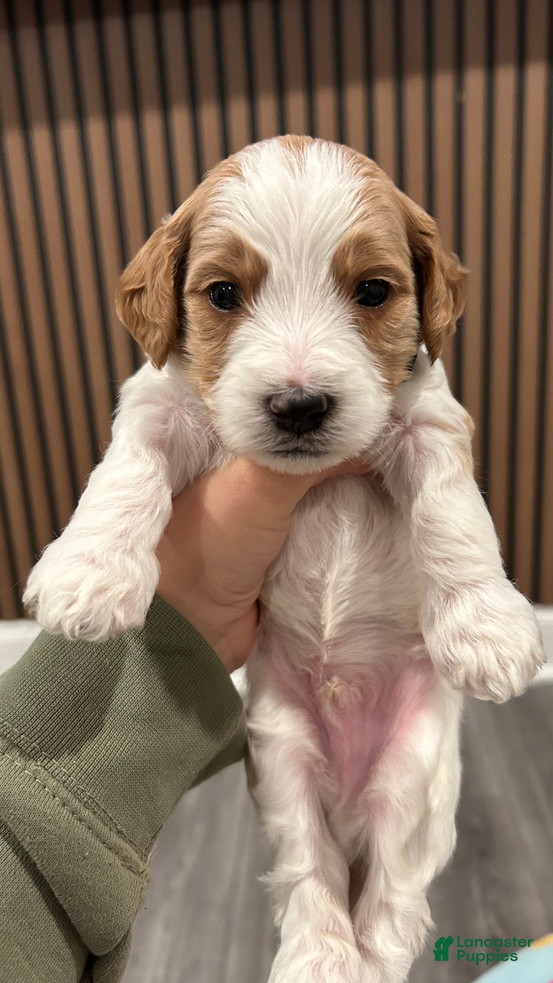 Goldendoodle dogs for sale: Oakley  - Ad 1